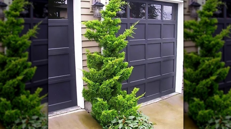 A slender Hinoki cypress tree next to a garage door