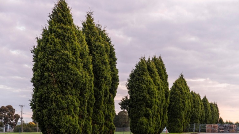 Very large and mature leyland cypress trees in a line.