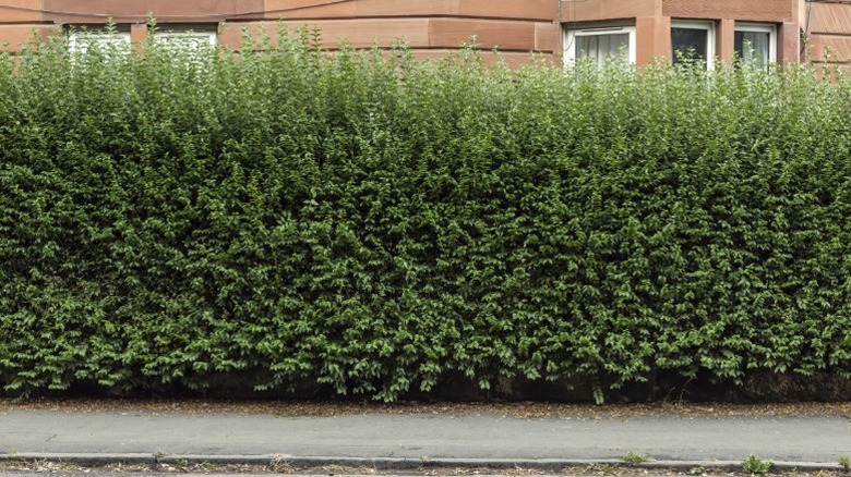 A privet hedge growing by a sidewalk.