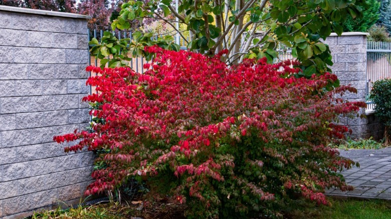 A burning bush planted by a wall and fence.