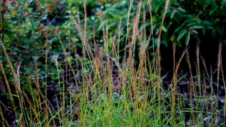 Yellow indiangrass growing in a clump.