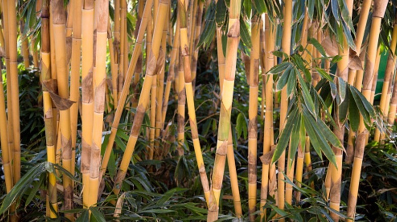 Golden bamboo used as a privacy screen.