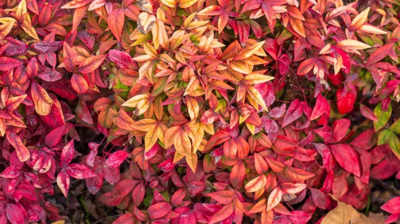 Dense growth of nandina in the autumn.