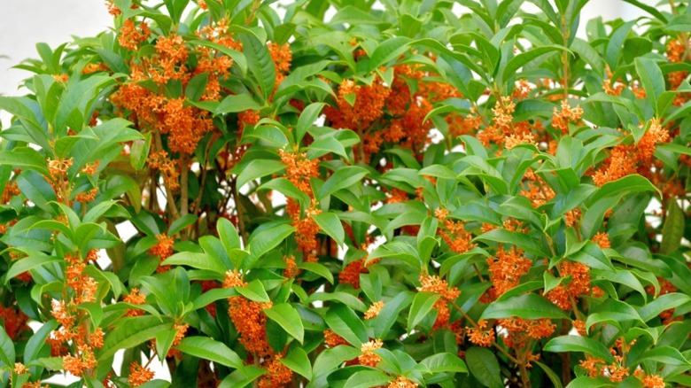 Flowering view of a sweet olive shrub.