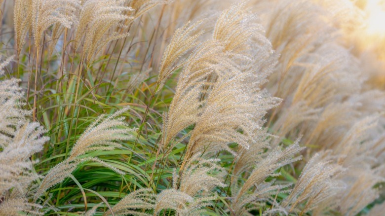 Clumps of Chinese silvergrass blowing in wind.
