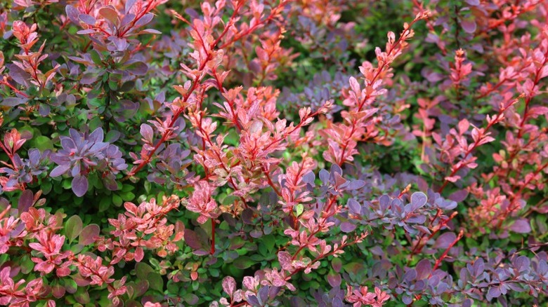 Dense growth of Japanese barberry in a yard.