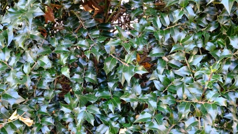 A closeup of an American holly hedge.
