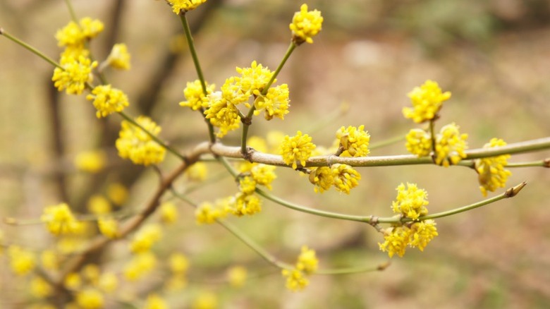 A closeup of the yellow flowers of a spicebush shrub.