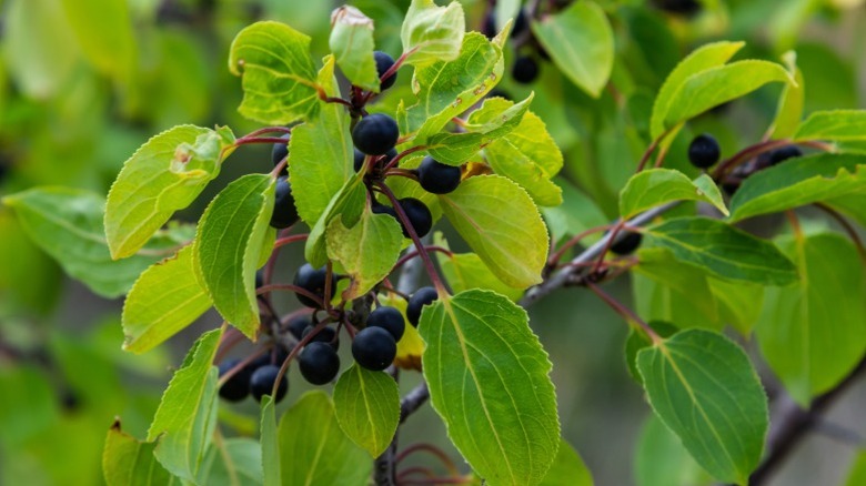 A closeup of a common buckthorn branch.