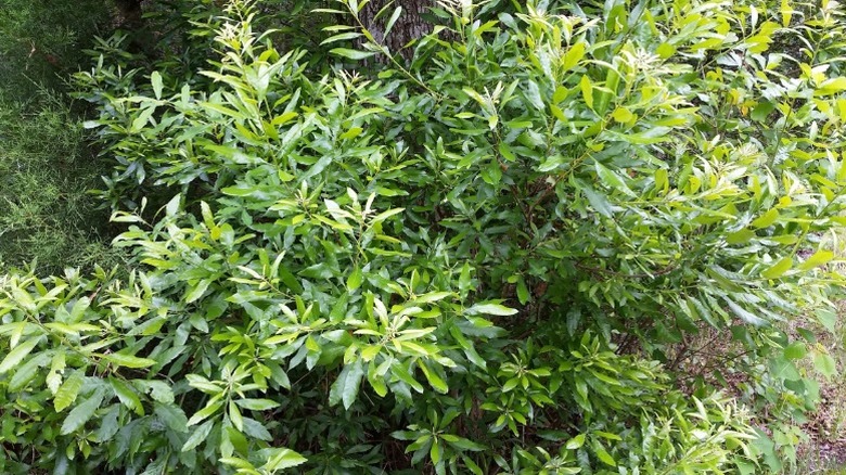 A closeup of a densely growing wax myrtle.