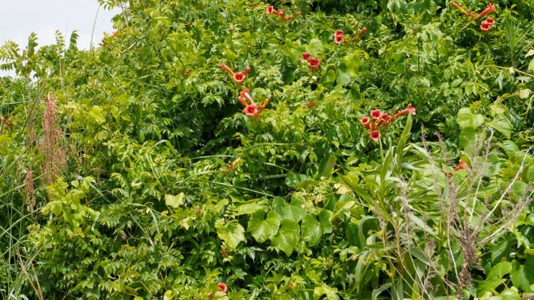 Coral honeysuckle growing in a dense hedge.