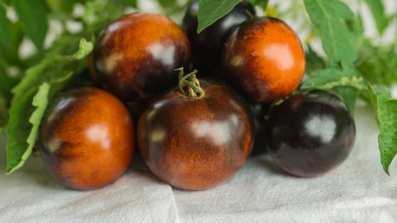 'Blue Berry' tomatoes on a table.
