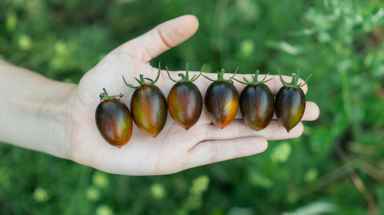 Hand holding grape tomatoes.
