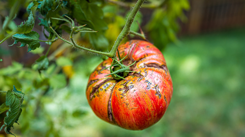 Large  beefsteak tomato with cracks and scars.