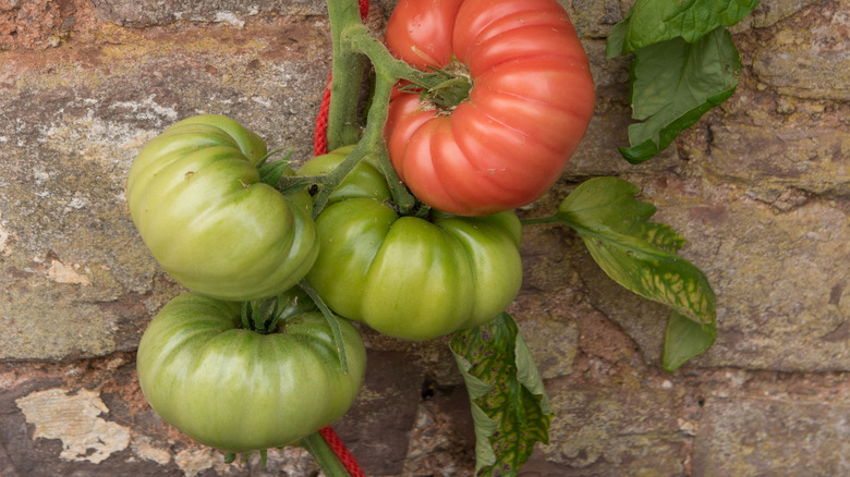 'Mortgage Lifter' tomato on vine.