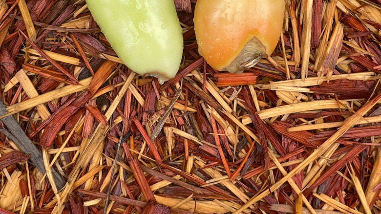 'San Marzano' tomatoes with blossom end rot