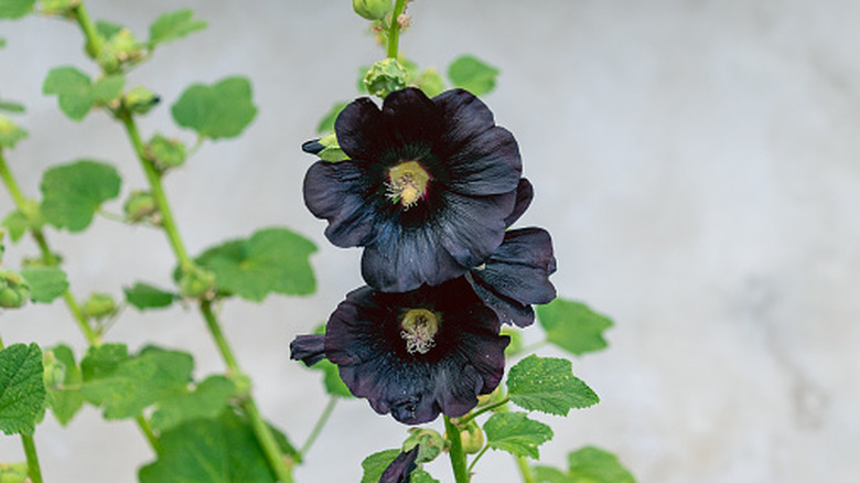 Black hollyhock flowers.