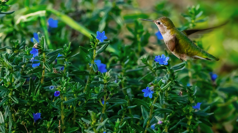 A hummingbird flies toward a shrubby gromwell with bright blue flowers.