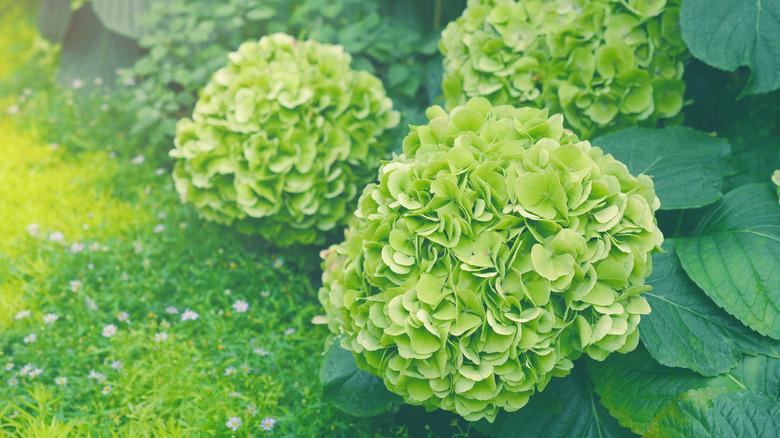 Green hydrangea blooms.