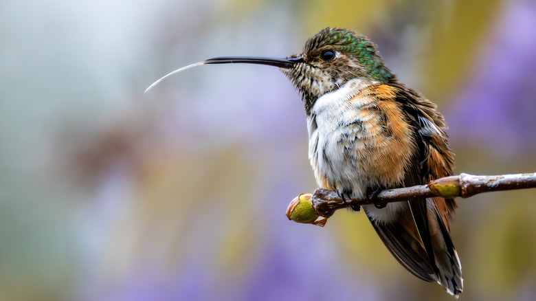 Cute hummingbird perched on a branch with its tongue out.
