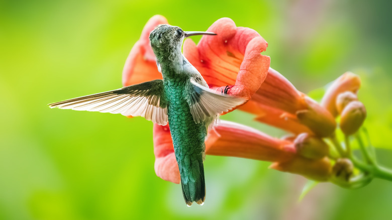 A hummingbird sups nectar from an orange trumpet vine flower.
