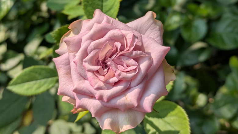 A dusty pink rose growing in a garden.