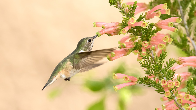 A hummingbird sups nectar from a peach, trumpet-shaped Cape heath bloom.