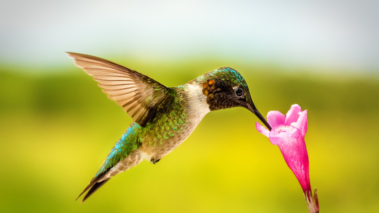 A hummingbird sups nectar from a pink old-fashioned weigela flower.