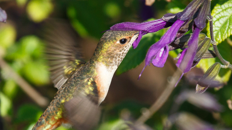 A hummingbird sups nectar from purple salvia blooms.