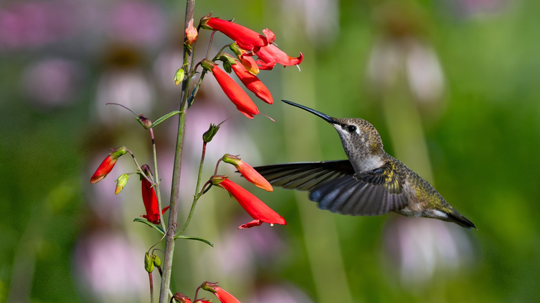 A hummingbird flys toward the tubular red flowers of a firecracker penstemon.