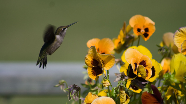 A hummingbird flying toward yellow pansies.