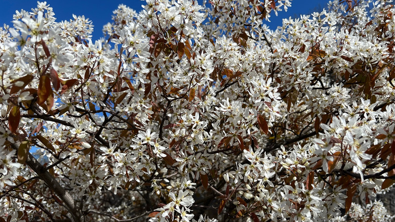 An apple serviceberry in full bloom with masses of white flowers.