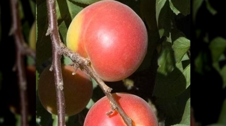 Ripe fruit growing on a 'Bella Gold' peacotum tree.