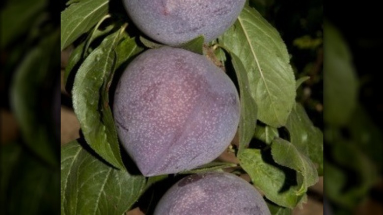 'Candy Heart' pluerry fruit hanging on the tree.