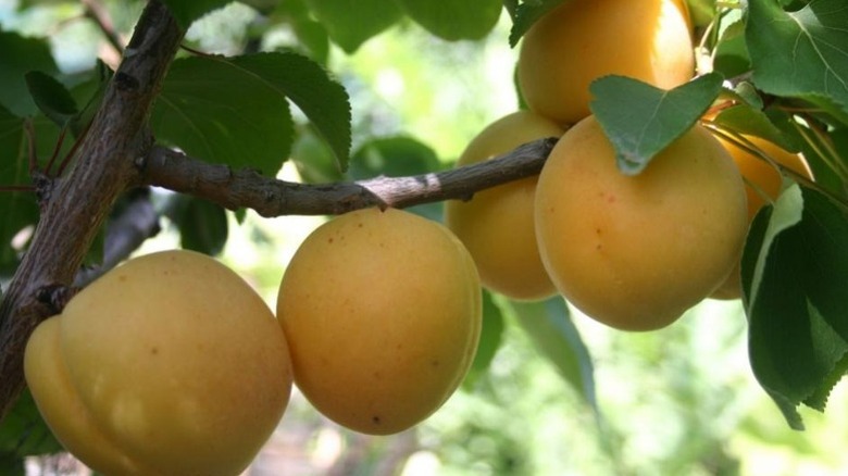 Fruit hangs on a branch of a 'Cot-N-Candy' aprium.