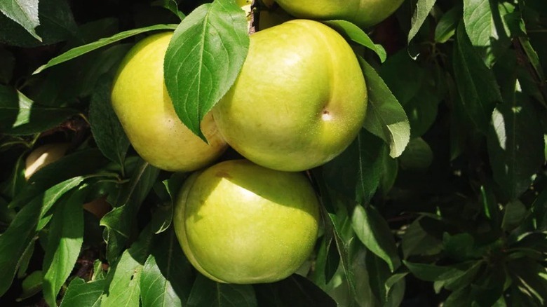 The fruit of the 'Flavor Queen' pluot hangs on the tree.