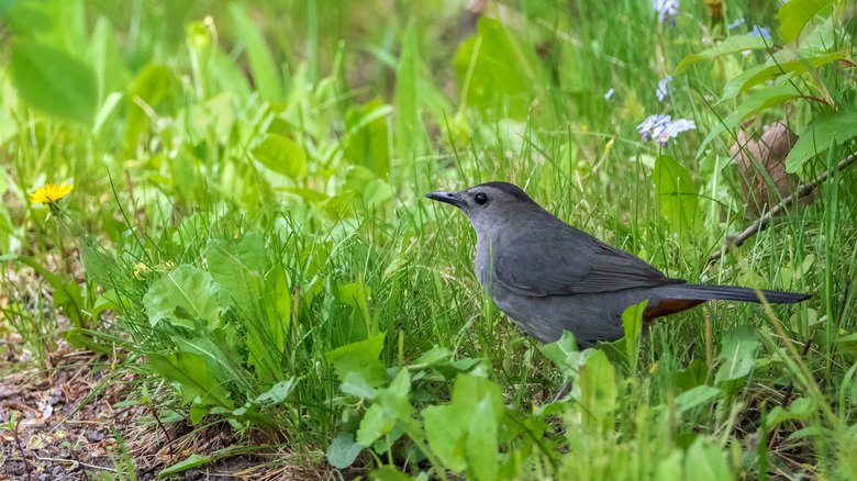 8 Flowering Hybrid Fruit Trees To Grow In Your Yard To Attract Birds