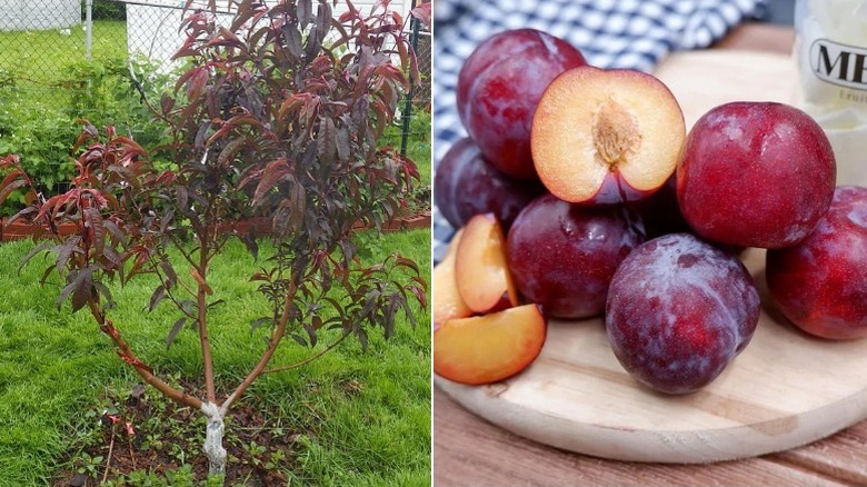 A young tree on the left and the fruit of the 'Spice Zee' nectaplum on the right.