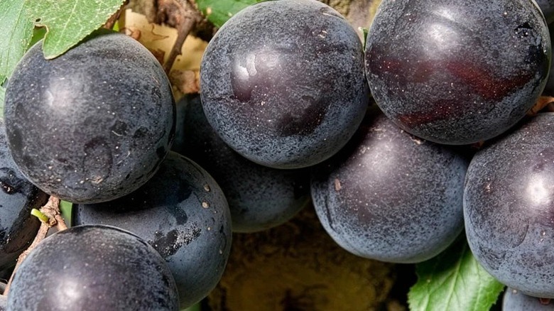 The deep purple fruit of a 'Sprite' cherry plum tree.