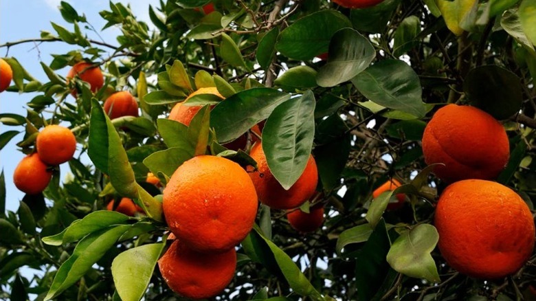 A tangelo tree with lots of fruit and bright green leaves.