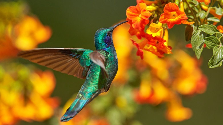 hummingbird visiting bright yellow and orange flowers
