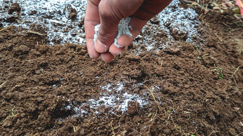 adding dolomite lime to the soil
