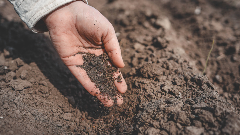hand checking soil dryness