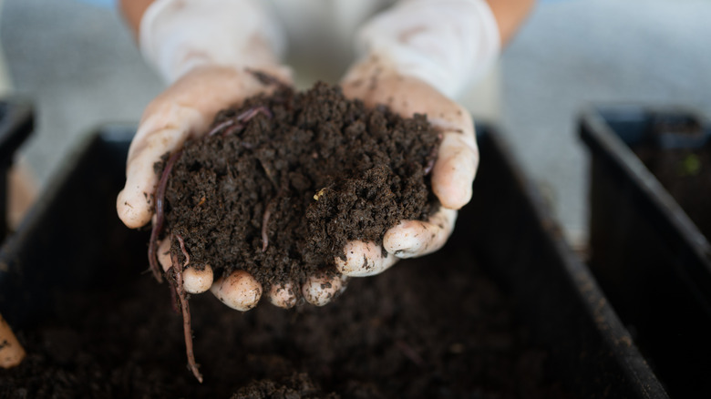hands holding fresh compost