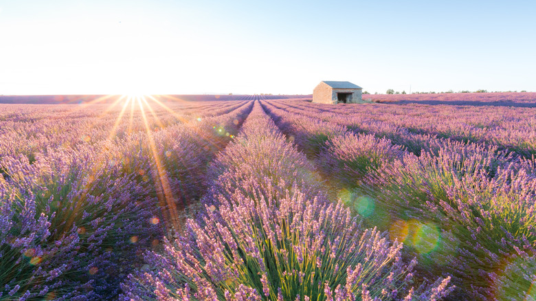 The sun shining down on a lavender field