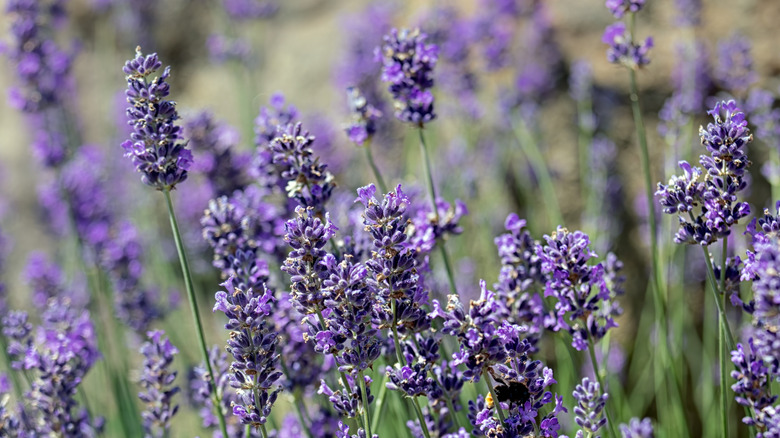 field of munstead lavender