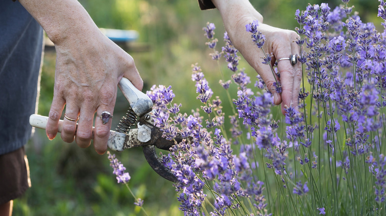 Hands pruning lavender