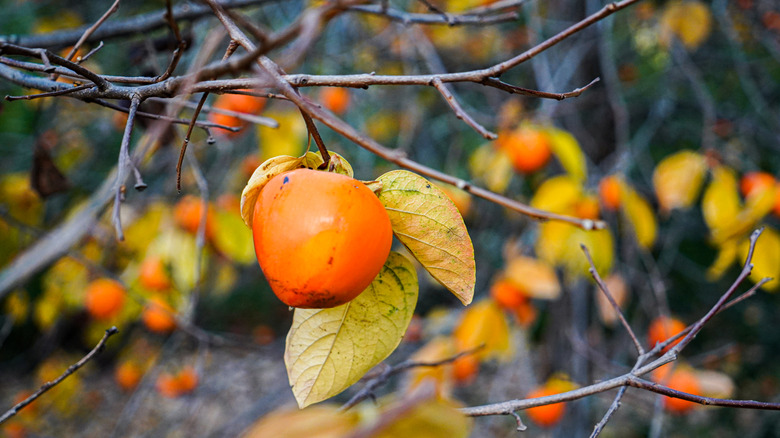 American persimmon with ripe orange fruit