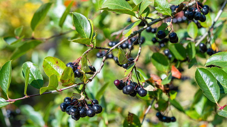 Black chokeberries growing on a shrub