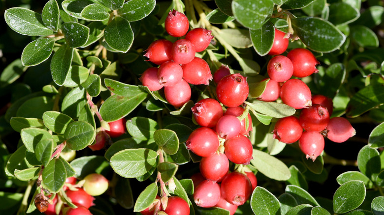 Close up of red cranberry berries